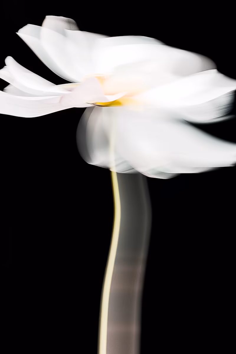 White Bloom resource preview